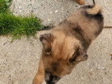 2 chiots Spitz Allemand mâles non LOF nés mars 2026 à réserver