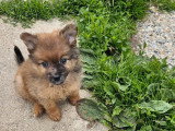 2 chiots Spitz Allemand mâles non LOF nés mars 2026 à réserver