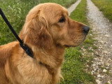 Chien Golden Retriever fauve LOF disponible pour saillie