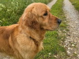 Chien Golden Retriever fauve LOF disponible pour saillie