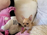 Portée de deux chiots Chihuahua LOF nés en mars 2026 à vendre