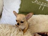 Portée de deux chiots Chihuahua LOF nés en mars 2026 à vendre