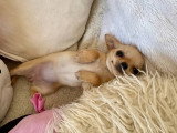 Portée de deux chiots Chihuahua LOF nés en mars 2026 à vendre
