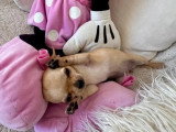 Portée de deux chiots Chihuahua LOF nés en mars 2026 à vendre