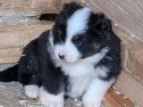 6 chiots Berger Américain Miniature non LOF d'avril 2026 à réserver