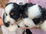 6 chiots Berger Américain Miniature non LOF d'avril 2026 à réserver