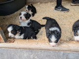6 chiots Berger Américain Miniature non LOF d'avril 2026 à réserver