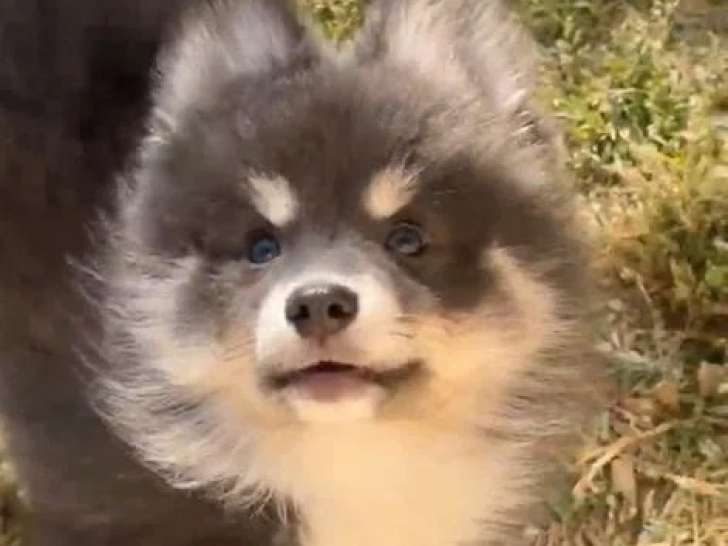 Portée Pomsky non LOF blanc et bleu 1 mâle 1 femelle de février 2026 à vendre