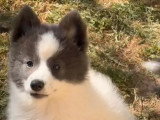 Portée Pomsky non LOF blanc et bleu 1 mâle 1 femelle de février 2026 à vendre