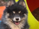 Portée Pomsky non LOF blanc et bleu 1 mâle 1 femelle de février 2026 à vendre
