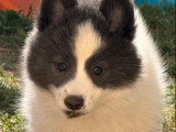Portée Pomsky non LOF blanc et bleu 1 mâle 1 femelle de février 2026 à vendre