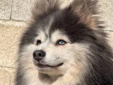 Portée Pomsky non LOF blanc et bleu 1 mâle 1 femelle de février 2026 à vendre