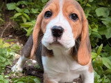 4 chiots femelles Beagle tricolores non LOF à vendre