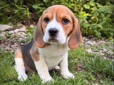 4 chiots femelles Beagle tricolores non LOF à vendre