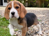 4 chiots femelles Beagle tricolores non LOF à vendre