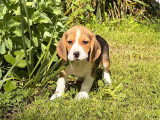 4 chiots femelles Beagle tricolores non LOF à vendre