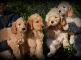 Chiots Goldendoodle à vendre
