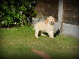 Chiots Goldendoodle à vendre