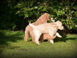 Chiots Goldendoodle à vendre