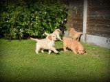 Chiots Goldendoodle à vendre