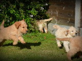 Chiots Goldendoodle à vendre
