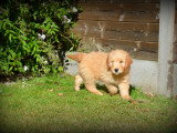 Chiots Goldendoodle à vendre