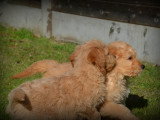 Chiots Goldendoodle à vendre