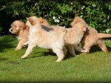 Chiots Goldendoodle à vendre