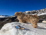 Mâle Terrier du Tibet disponible pour saillie