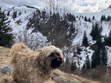 Mâle Terrier du Tibet disponible pour saillie
