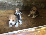 Chiots de type Beagle à vendre (1 femelle & 2 mâles)