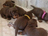 Chiots Teckel à vendre