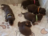 Chiots Teckel à vendre