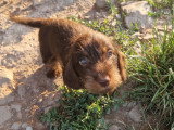 Chiots Teckel à vendre