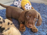 Chiots Teckel à vendre