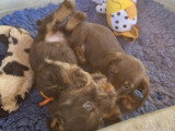 Chiots Teckel à vendre
