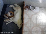 Chiots Chien Loup de Saarloos à vendre