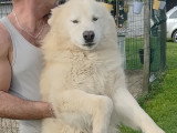 Papa apache