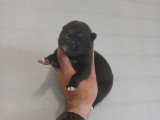 Bebe athena