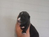 Bebe athena