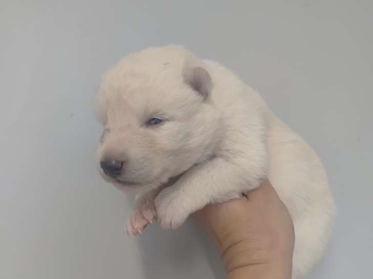 Chiots Chien Loup de Saarloos à vendre