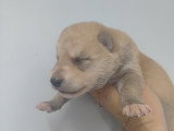 Chiots Chien Loup de Saarloos à vendre