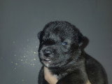 Chiots Chien Loup de Saarloos à vendre