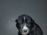 Chiots Chien Loup de Saarloos à vendre