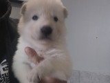Chiots Chien Loup de Saarloos à vendre