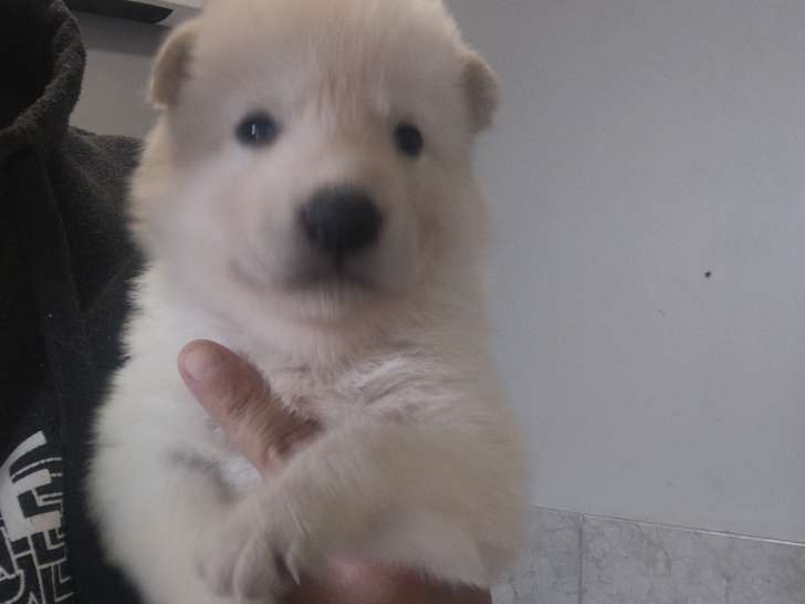 Chiots Chien Loup de Saarloos à vendre