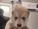 Chiots Chien Loup de Saarloos à vendre