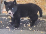 Chiots Chien Loup de Saarloos à vendre