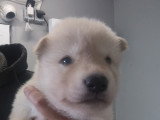 Chiots Chien Loup de Saarloos à vendre