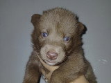 Chiots Chien Loup de Saarloos à vendre
